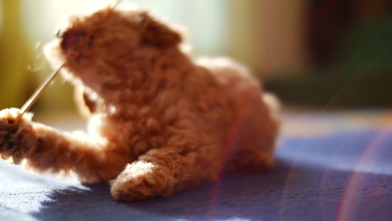 un cachorro adorable y curioso jugando