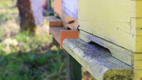 bees fly in and out from beehive in slow motion