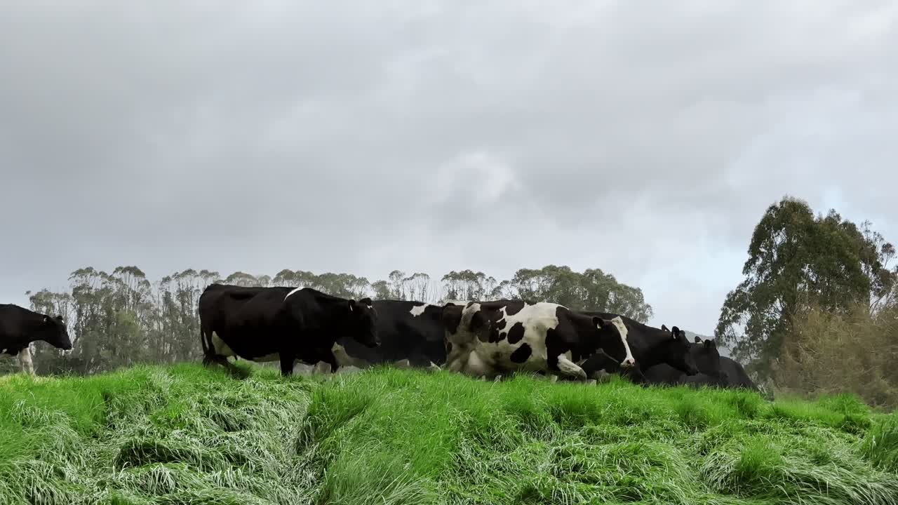 Herd of cows running after herding on a misty green field under a cloudy sky, New Zealand.