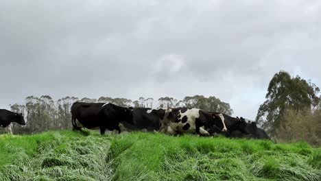 herd of cows running after herding on a misty green field under a cloudy sky, new zealand.