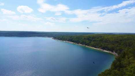 soaring birds over forests of georgian bay in ontario, canada