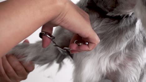 dog groomer trims fur underneath miniature schnauzer's leg, slow motion