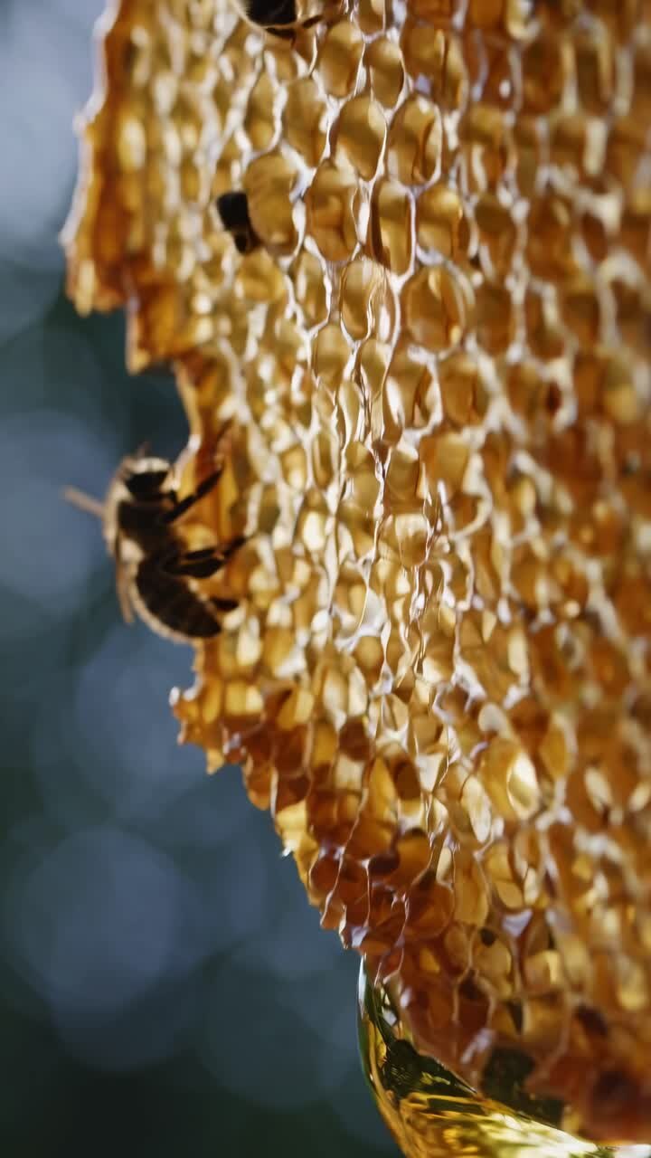Close-up video shot of bees on a honeycomb, capturing intricate details and textures from a side