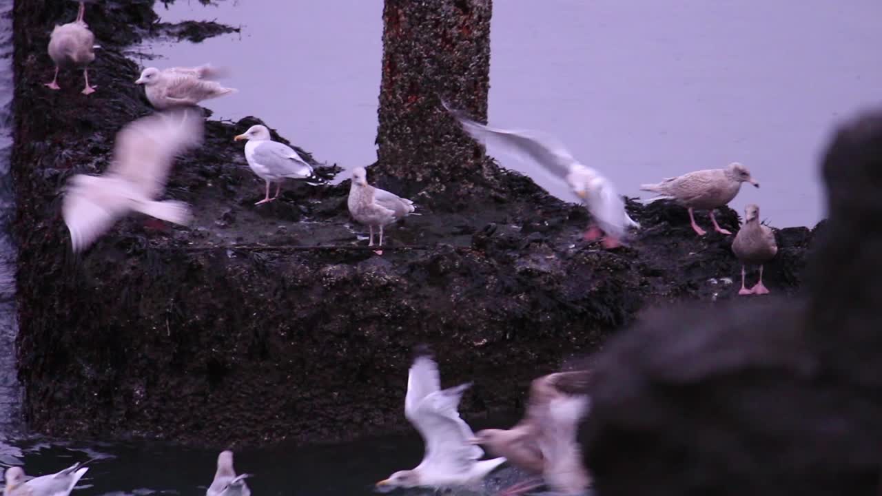 gaviotas sentadas en las ruinas de lo que alguna vez fue un muelle, mientras el rugiente océano atlántico muestra su poder a su alrededor