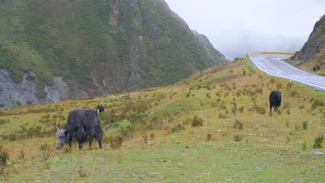 vista del paisaje de yak comiendo hierba en la montaña laji día nublado, provincia de qinghai china