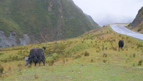 landscape view of yak eating grass in laji mountain cloudy day, qinghai province china