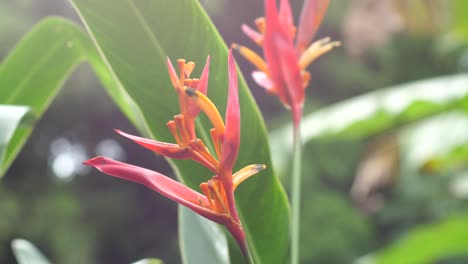 wide-shot-of-heliconia-lobster-claw-waiting-for-pollinators