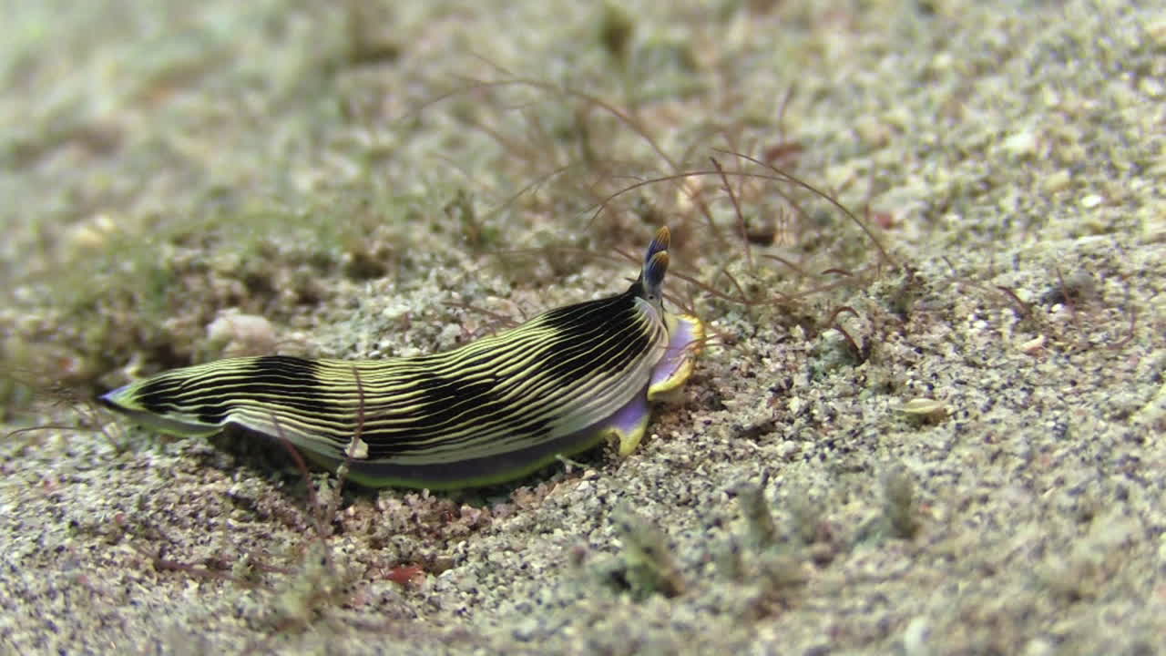 fotografía submarina del nudibranquio armina semperi arrastrándose de izquierda a derecha sobre el fondo arenoso