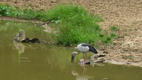 Asiatischer-Offenschnabelstorch,-Gähnender-Anastomus,-Thailand