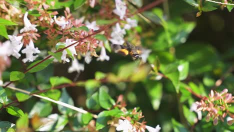 Suzumeba-the-Japanese-Hummingbird-Hawk-Moth-in-Slow-Motion