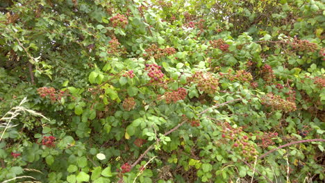 Unreife-Rote-Brombeeren-Wachsen-Auf-Einer-Brombeerhecke