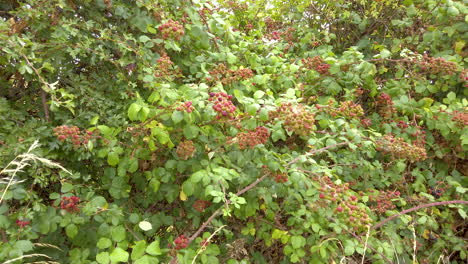 Unripe red blackberries growing on a bramble hedge