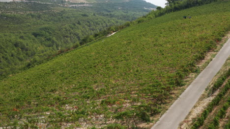 Grüne-Landschaft-Der-Weinberge-Im-Weingut-An-Der-Adriatischen-Küste-In-Komarna,-Kroatien