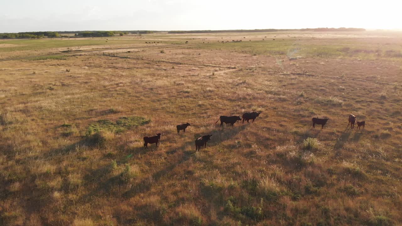 vista del atardecer en el campo argentino con vacas, terneros y toros