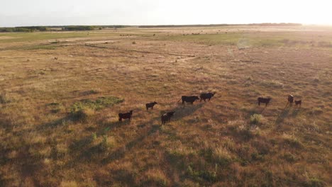 Sunset-view-in-the-Argentinean-countryside-with-cows,-calves-and-bulls