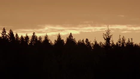 silhouetted forest - golden hour, sunrise over treetops in sweden