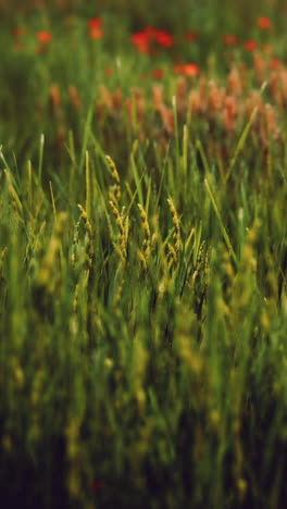 close up de la hierba verde en un campo