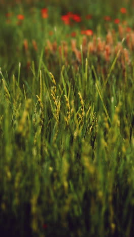 close up of green grass in a field