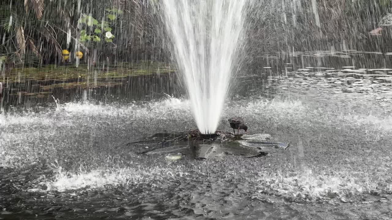Little dusky moorhen, gallinula tenebrosa at the fountain foraging for aquatic invertebrates and algae at urban botanical garden with splashing water, handheld motion shot