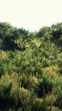 close up of green bushes in a forest