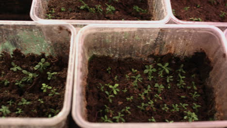 Growing-flowers-from-seeds.-Flower-saplings-in-plastic-pots.-Plant-growing
