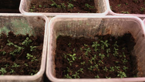cultivo de flores a partir de semillas. plántulas de flores en macetas de plástico. cultivo de plantas