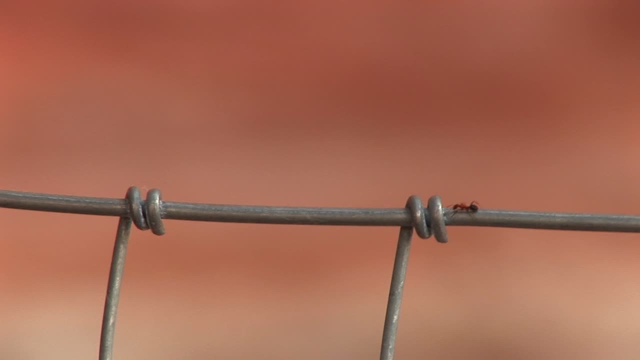 primer plano de una hormiga arrastrándose sobre una valla de alambre