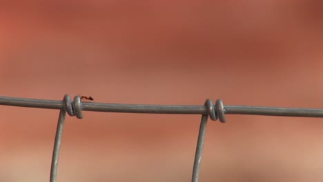 primo piano di una formica che striscia su un recinto di filo