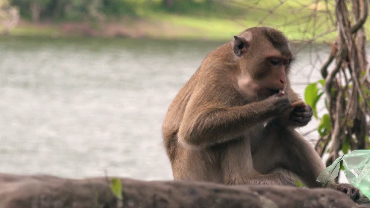 cerca de un mono macaco sentado en una roca comiendo
