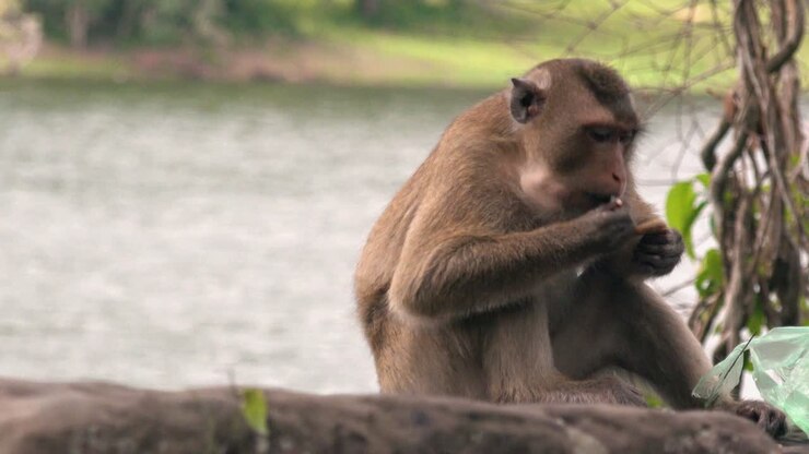 Close up of a Macaque Monkey Sat on a Rock Eating