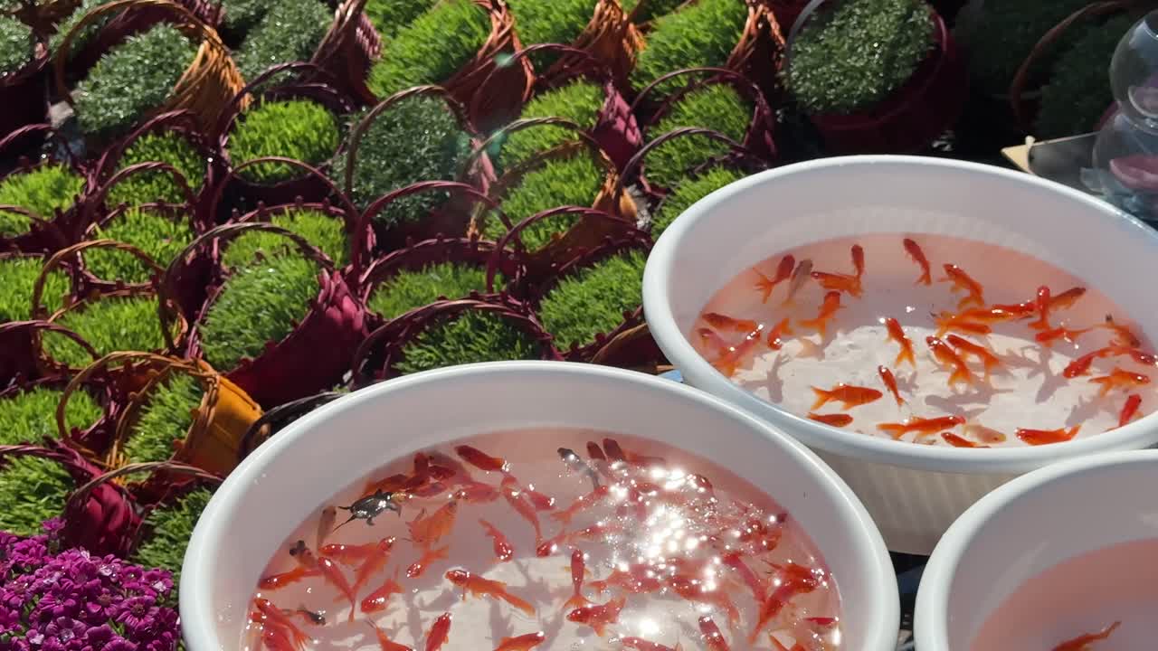Tehran Iran Nowruz symbolic goldfish are swimming in plastic pool sun reflection aquatic Persian New Year ritual symbolic colorful decoration cinematic holiday traditional scenic landscape animated