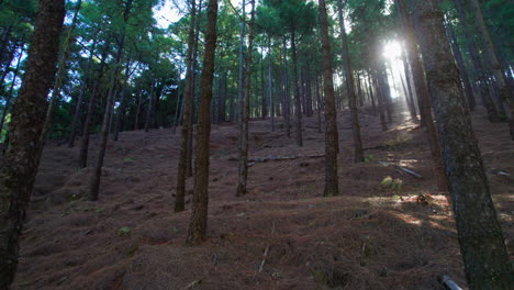 Fantastic-shot-in-reverse-of-a-pine-forest-that-has-been-burned-by-fire-and-comes-back-to-life-after-time