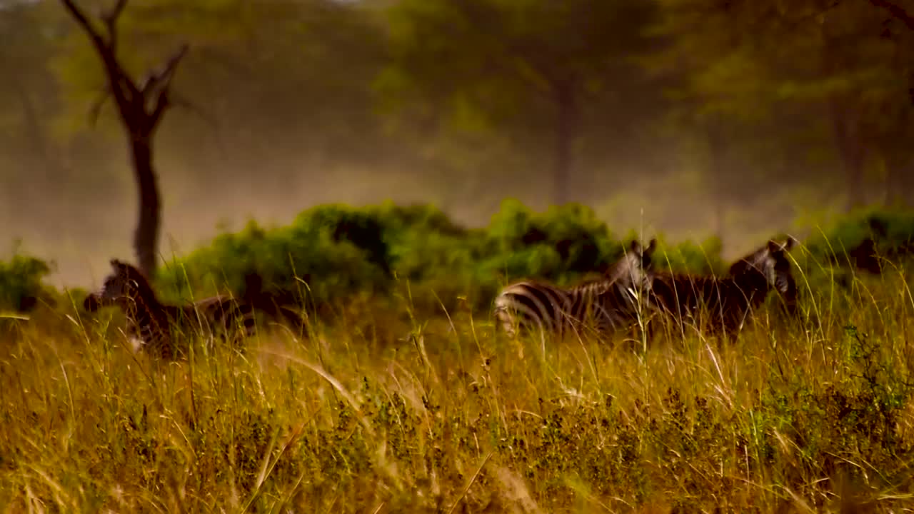 zebra in the dust