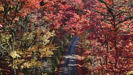 autumn foliage road