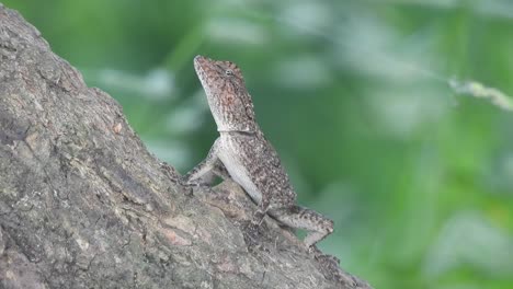 lizard in tree - eyes - skin