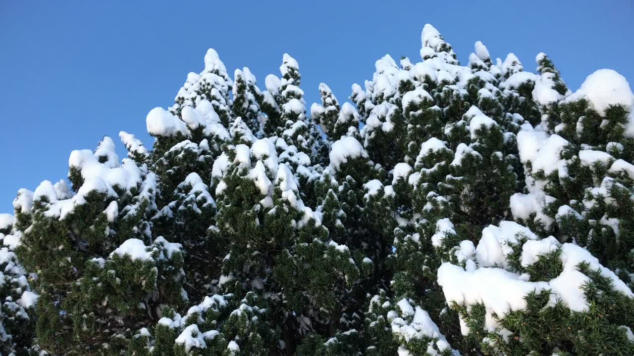 雪で覆われた美しい松のクリスマスツリー