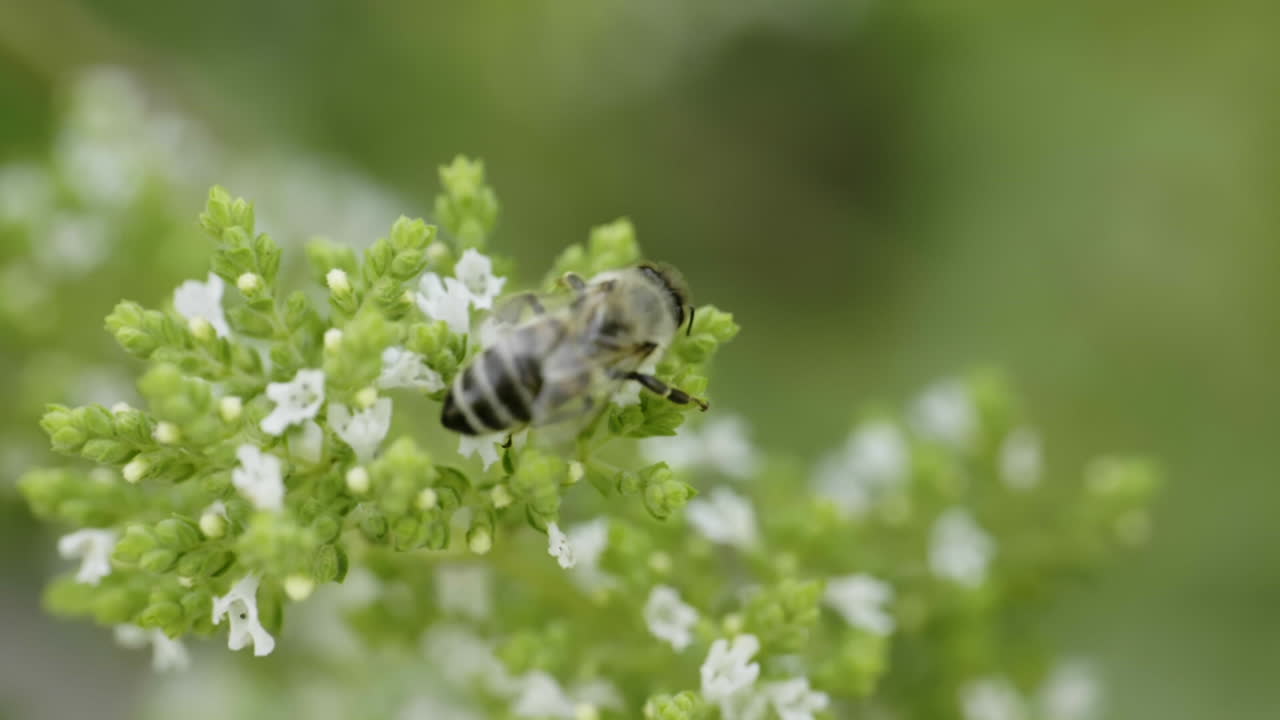 Bee on a Mint Flower