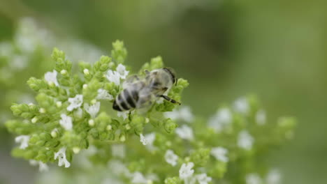 bee on a mint flower