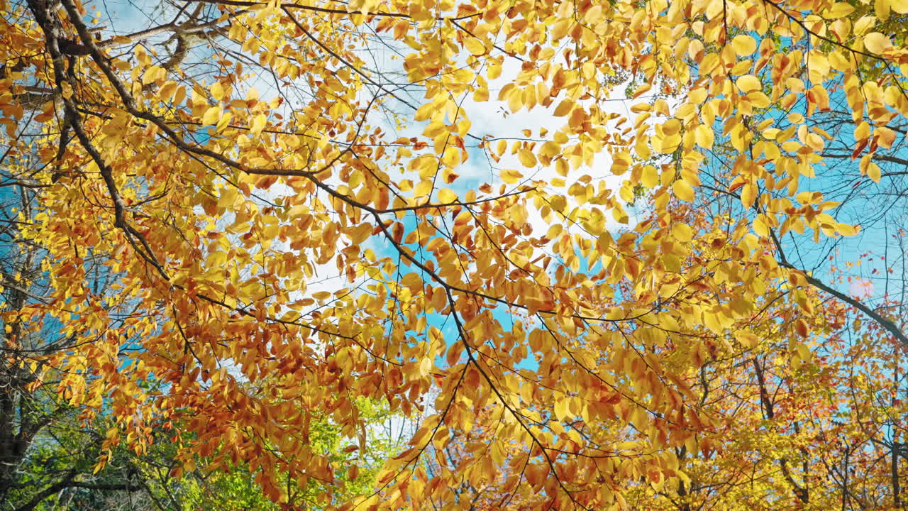 Colorful autumn tree foliage in the forest. Sun rays coming through the leaves.