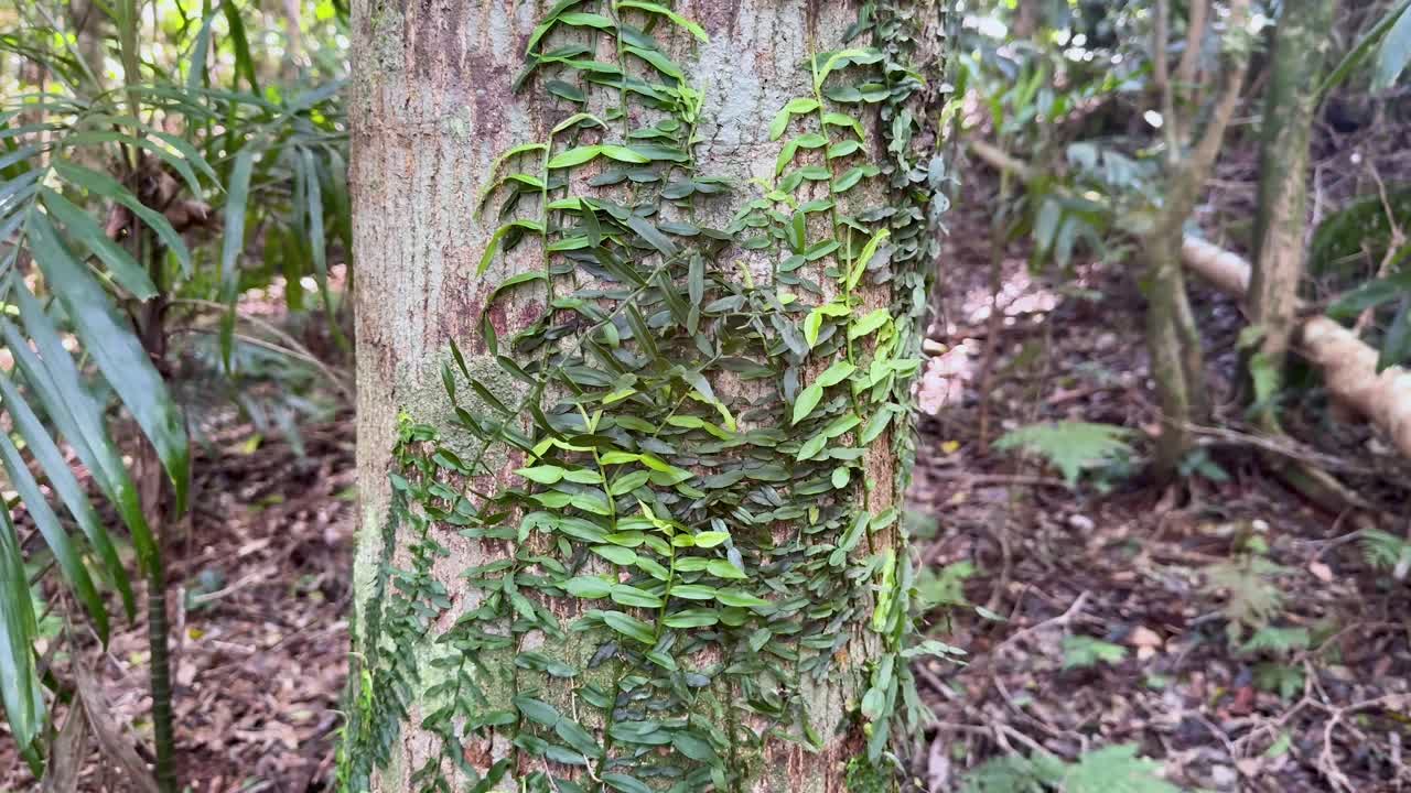 Camera slowly pans past tree trunk with ferns in lush, natural rainforest daylight