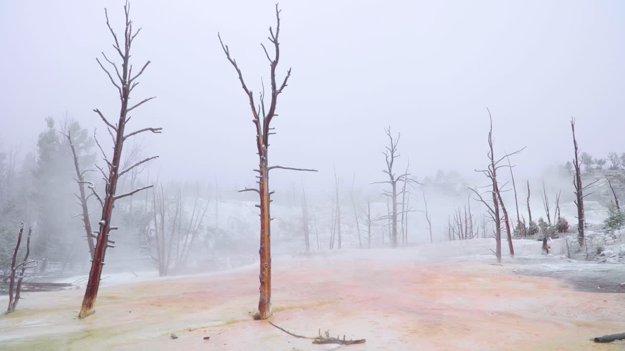 와이오밍주 옐로스톤 국립공원의 눈 덮인 아침에 매머드 온천 나무 풍경
