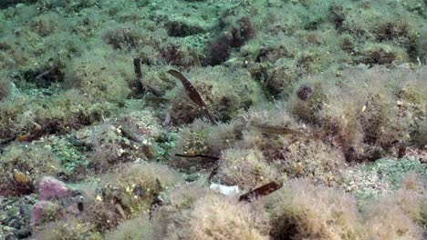 robust sea grass pipefish swimming over sea grass in the red sea