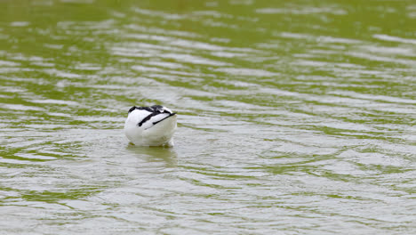 Säbelschnäbler-Watende-Seevögel,-Die-Sich-In-Den-Sumpfgebieten-Der-Lincolnshire-Coast-Marshlands,-Großbritannien,-Ernährten