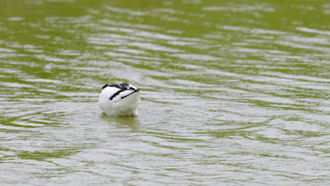 Avocet-wading-seabird-feeding-on-the-marshlands-of-the-lincolnshire-coast-marshlands,-UK