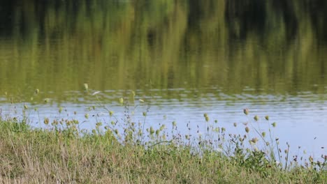 Grass-and-wildflowers-in-front-of-a-lake-in-nature