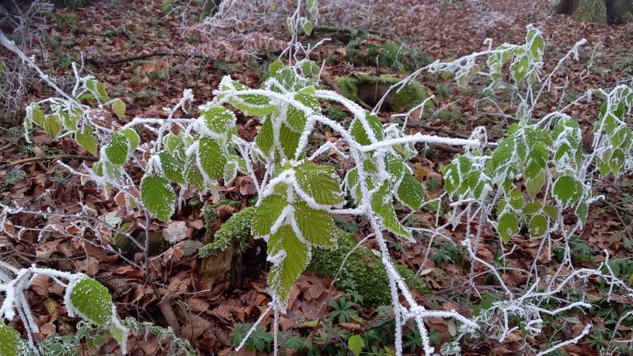 Green leaves covered in snow and ice moving in the wind. First frosty day in autumn. Close steady camera