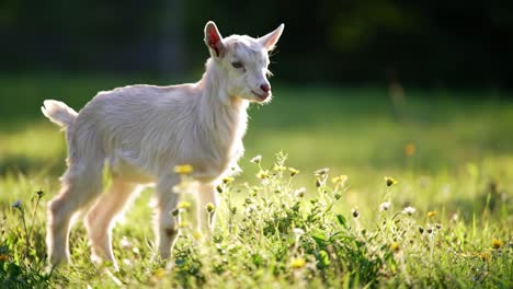 a playful young goat frolicking in a sunlit meadow surrounded by blossoming flowers, showcasing the joy of nature and innocence in a pastoral setting