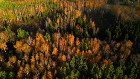 Toma-Aérea-De-Un-Denso,-Vibrante-Y-Colorido-Bosque-Otoñal-Al-Atardecer,-Bélgica,-Alejar