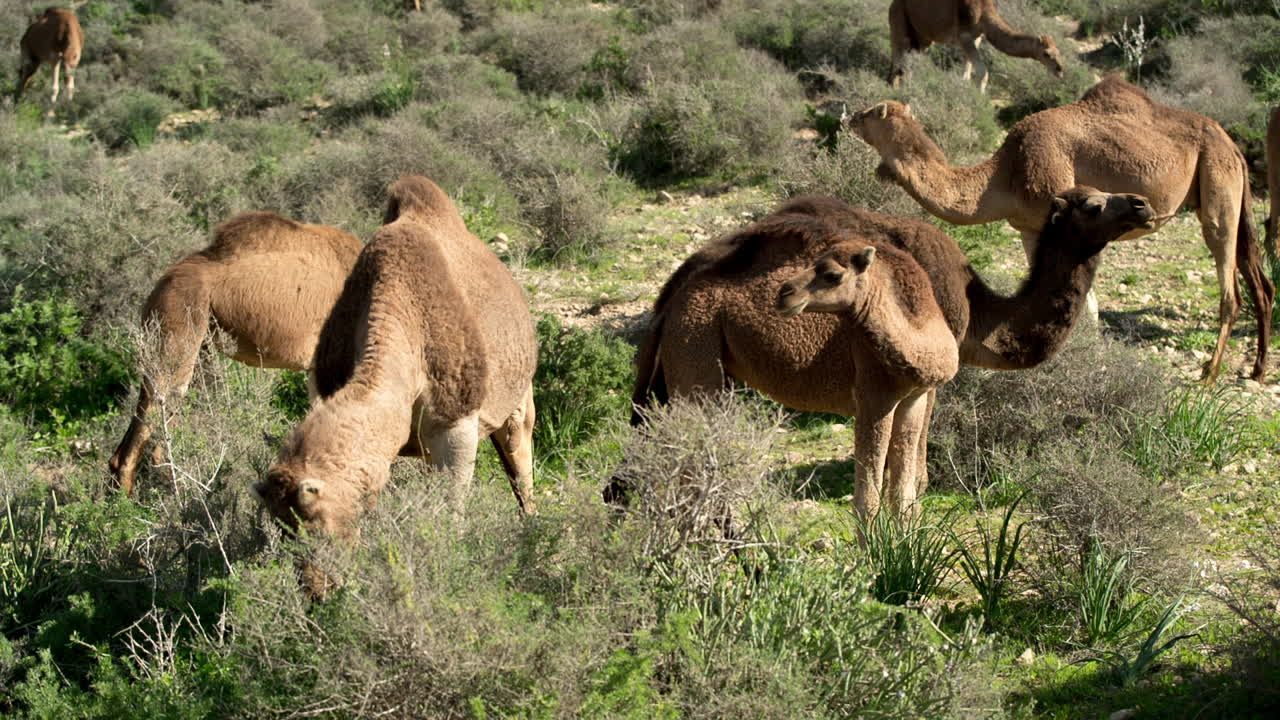 camello marruecos 10