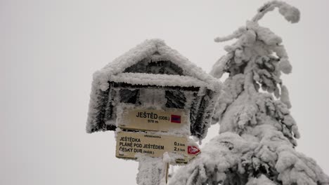 Vista-De-ángulo-Bajo-De-Dirección-Nevada-Y-Señal-De-Distancia-Cerca-De-Abeto-Cubierto-De-Nieve